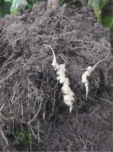 Kohlhernie an Blumenkohl Kohlhernie an Blumenkohl