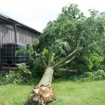 umgefallener Baum vom Sturm im Sommer 2014