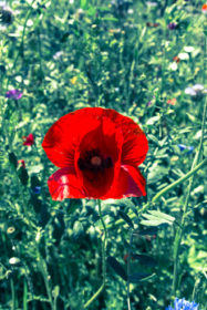 Blumenwiese 1