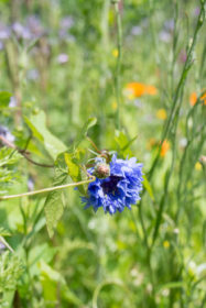 Blumenwiese 2