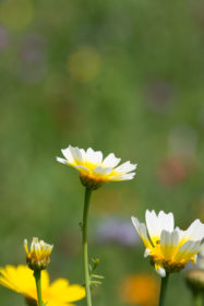 Blumenwiese 4