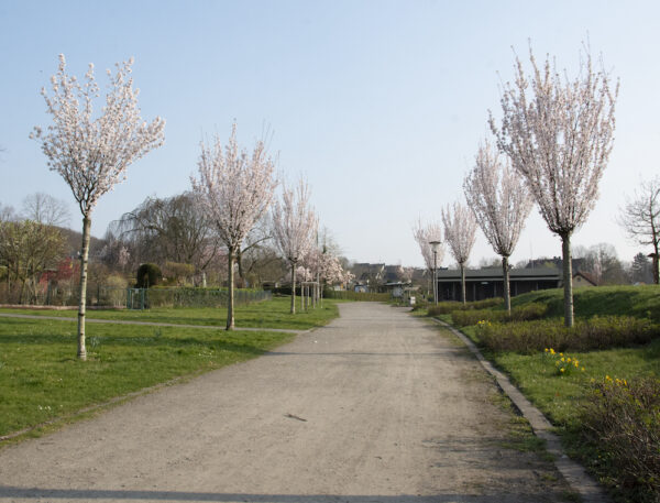 Zierkirschenboulevard
